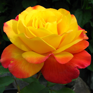 Floribunda ruže - Ruža - Samba® - 